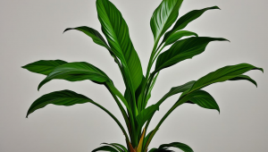 pepperstone激石官网下载后无法安装?