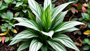 激石pepperstone集团官网app安装教程？