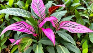 pepperstone激石官网有没有自动交易功能？